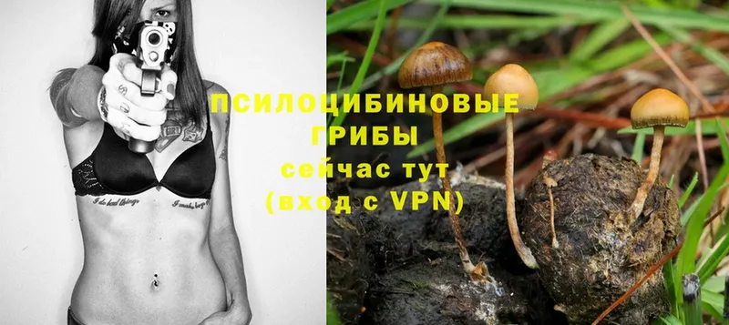 Псилоцибиновые грибы Magic Shrooms  Ладушкин 